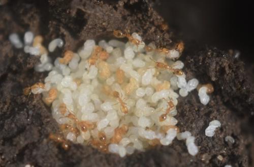Solenopsis sp.
